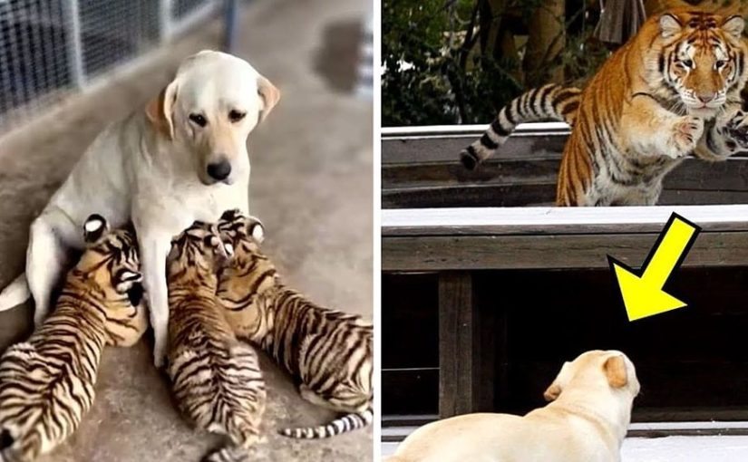 Dog Raises 3 Tiger Cubs, years later this happened ➤ blog.thegamesday.com