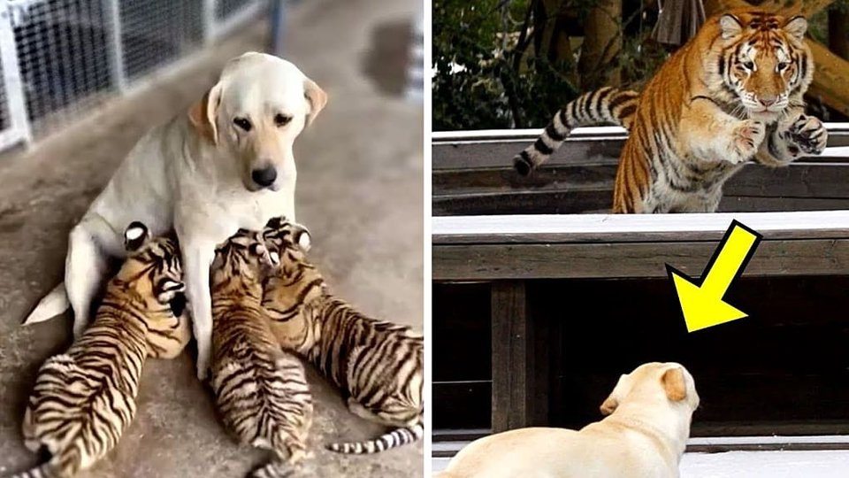 Dog Raises 3 Tiger Cubs, years later this happened ➤ blog.thegamesday.com
