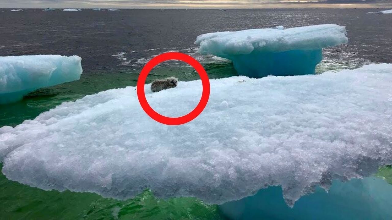 Fishermen see an animal on an iceberg, but then they look closer!