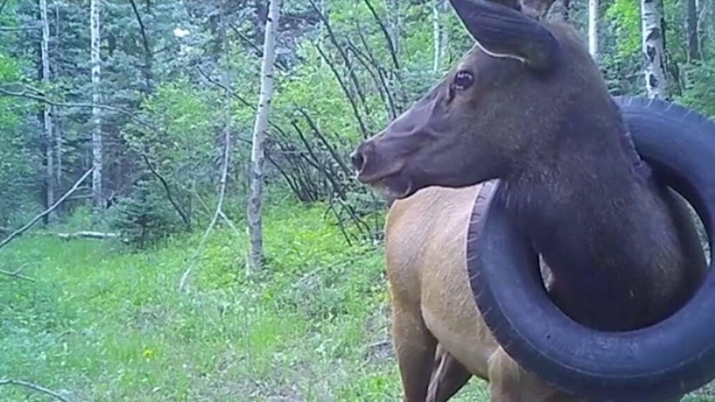 Man Rescues Elk Stuck With A Tire For Years — Then The Elk Does Something Amazing