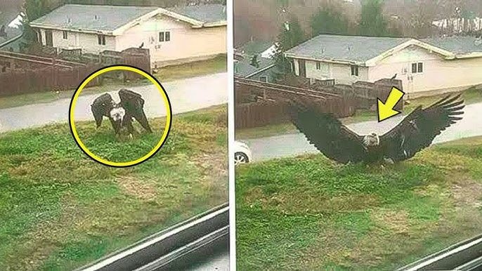 Eagle Snatches Puppy from Yard – What the Neighbors Discover Will Blow Your Mind ➤ blog.thegamesday.com