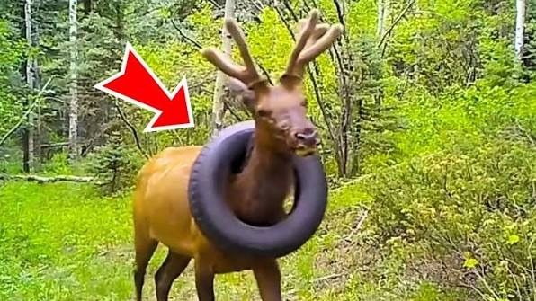 Man Rescues Elk Stuck With A Tire For Years — Then The Elk Does Something Amazing ➤ blog.thegamesday.com