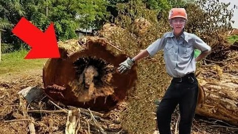 The loggers thought it was a typical day at work until they found this tree and… look what happened ➤ blog.thegamesday.com