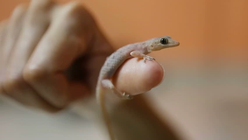 A 9-year-old girl thought she had found a lizard in the forest. When the veterinarian saw it, he exclaimed, “Oh my goodness, step back!