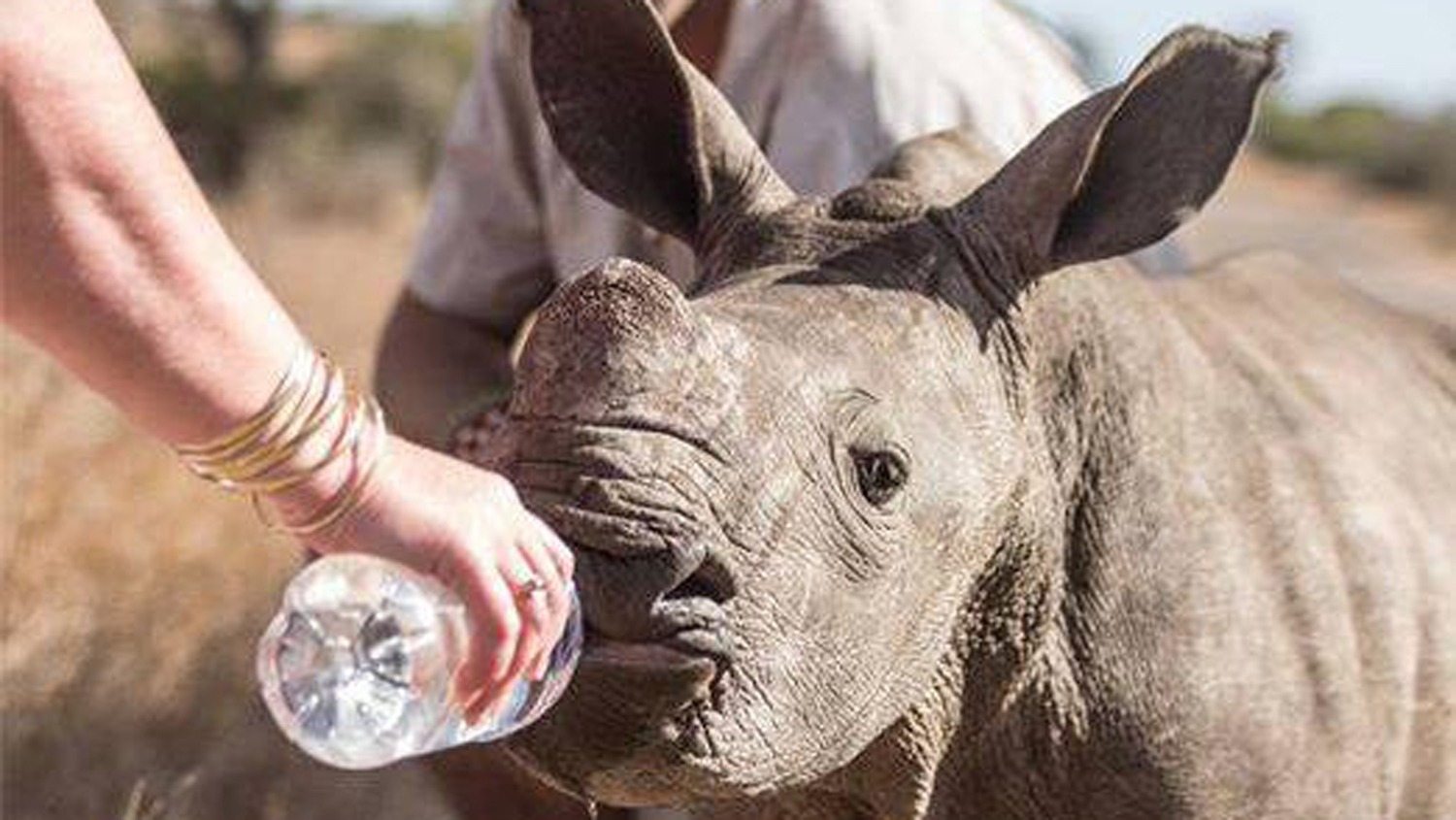 Man Tries To Get Baby Rhino Off The Road. When He Comes Closer, He Realizes Something Is Amiss