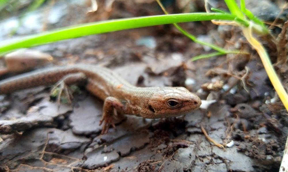 A 9-year-old girl thought she had found a lizard in the forest. When the veterinarian saw it, he exclaimed, “Oh my goodness, step back!