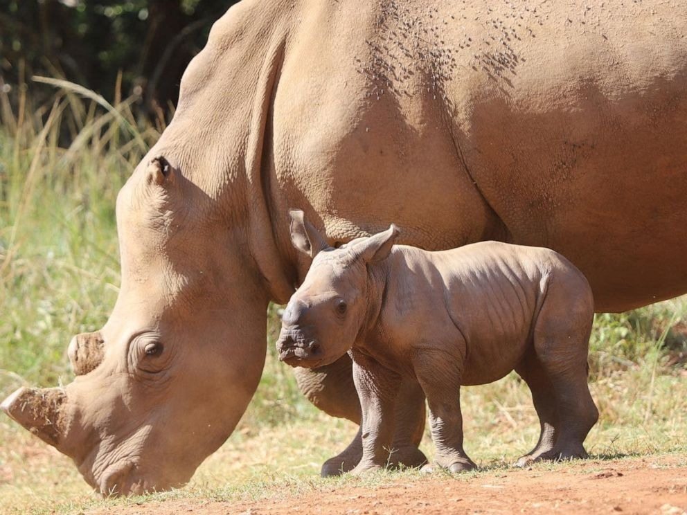 Man Tries To Get Baby Rhino Off The Road. When He Comes Closer, He Realizes Something Is Amiss