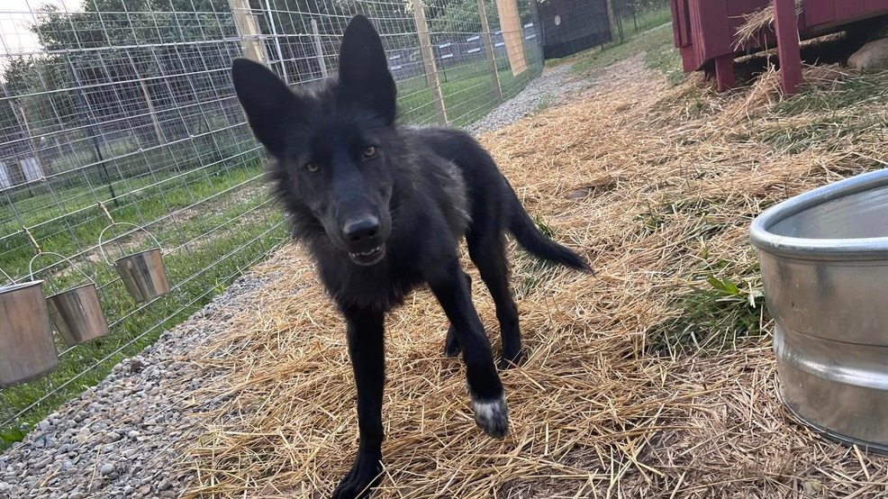 A girl saved a giant wolfhound—but the DNA analysis turned out to be alarming