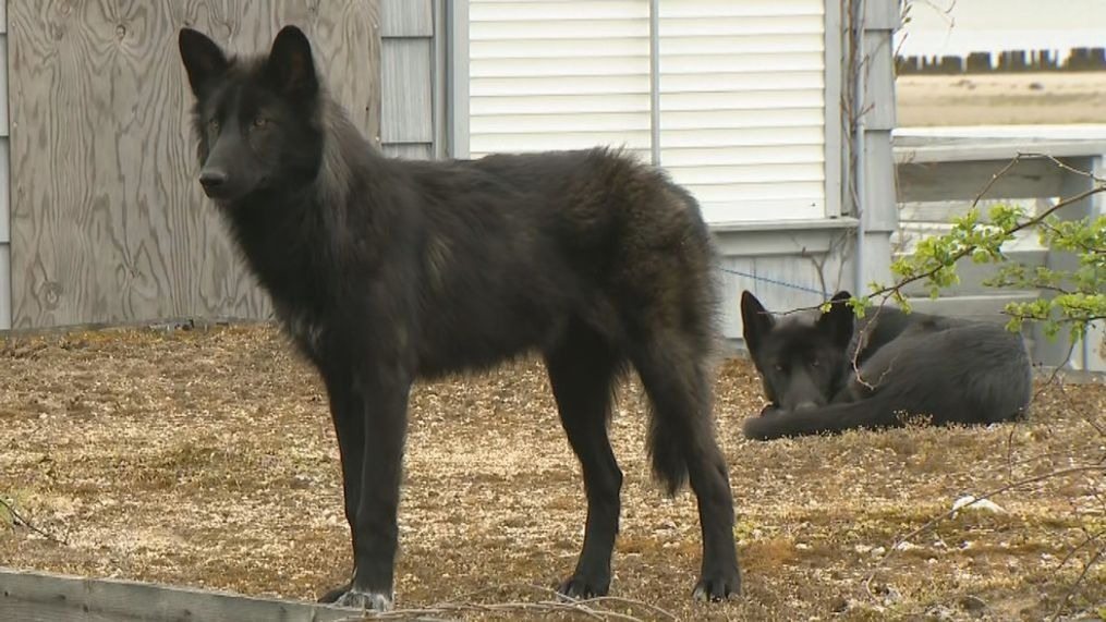 A girl saved a giant wolfhound—but the DNA analysis turned out to be alarming
