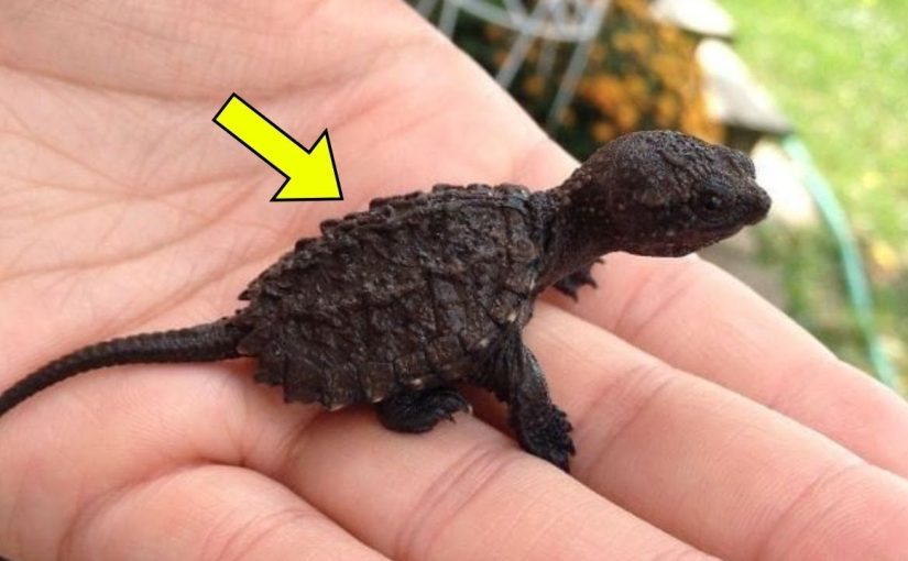 A 9-year-old girl thought she had found a lizard in the forest. When the veterinarian saw it, he exclaimed, “Oh my goodness, step back! ➤ blog.thegamesday.com