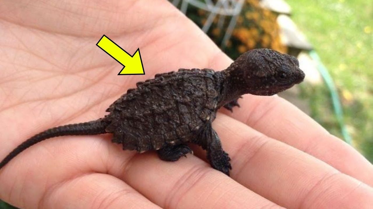 A 9-year-old girl thought she had found a lizard in the forest. When the veterinarian saw it, he exclaimed, “Oh my goodness, step back! ➤ blog.thegamesday.com