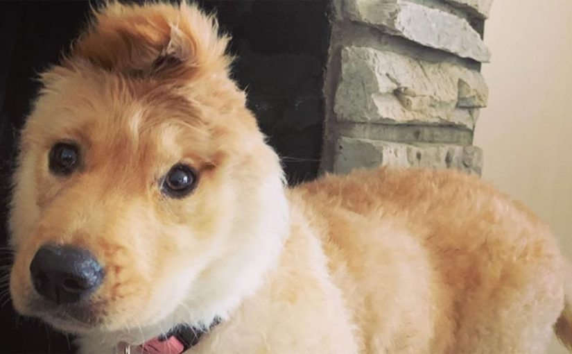 The “unicorn dog” has conquered the Internet: a dog with an ear in the middle of its head ➤ blog.thegamesday.com