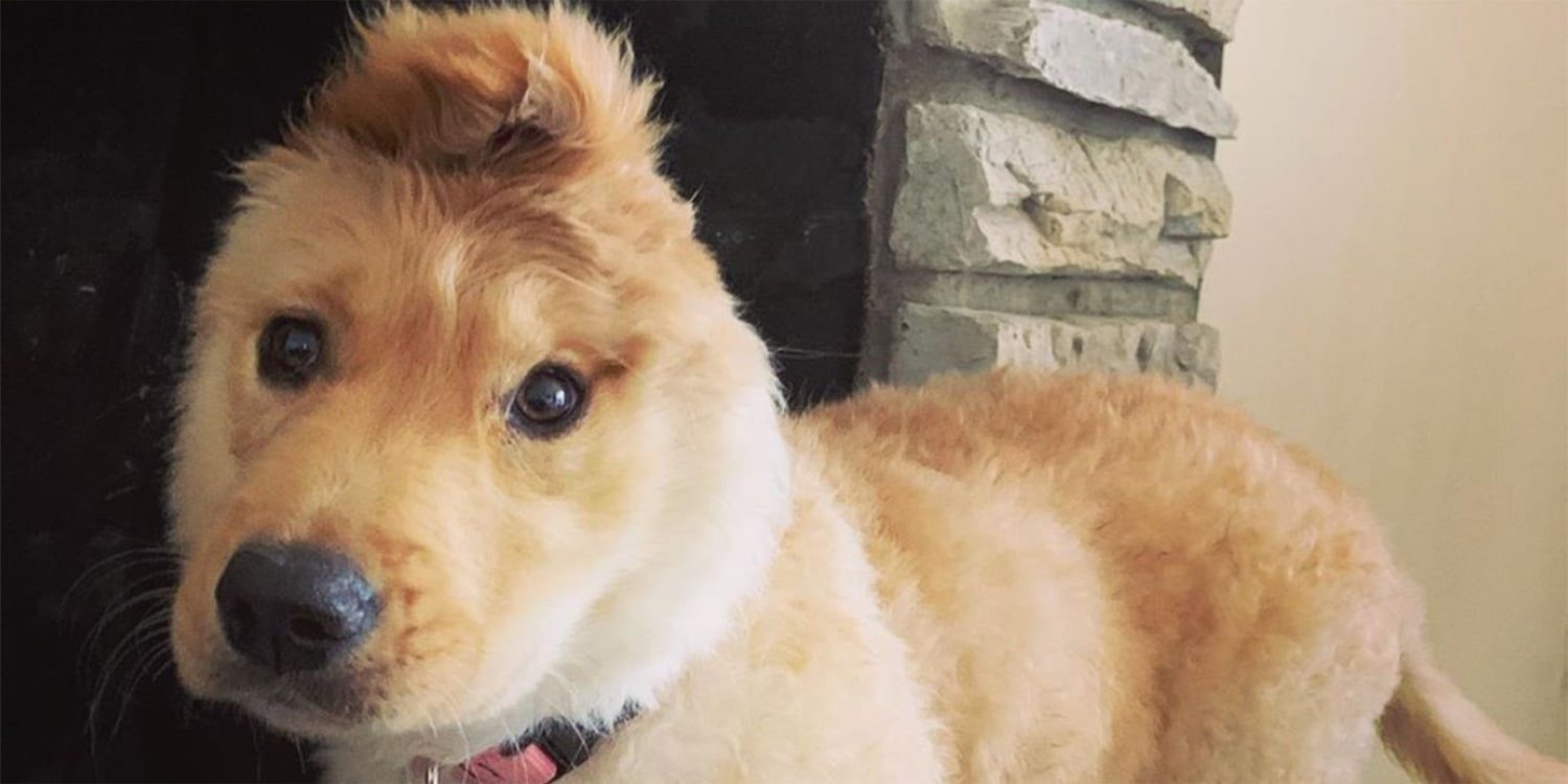The “unicorn dog” has conquered the Internet: a dog with an ear in the middle of its head ➤ blog.thegamesday.com