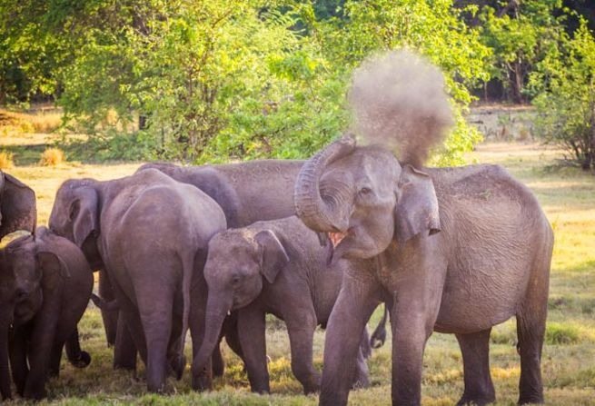 Elephant Kept Placing Stones in Corner of Enclosure, Then Experts Found Out Why…