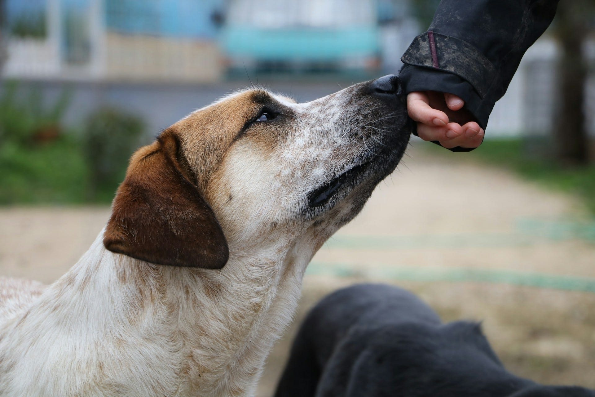 After Years Apart, This Stray Dog Sees His Owner Again—You Won’t Believe What He Does