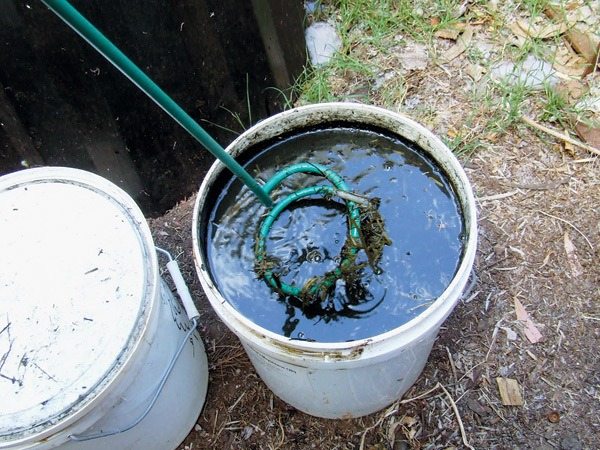 What happens When You Plant Gelatin In the Garden?