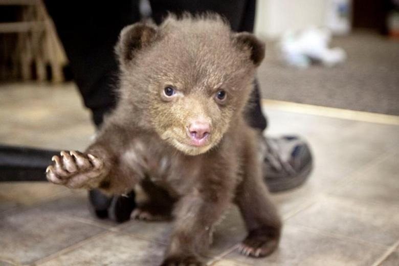 This is what a bear did to the man who saved a bear cub