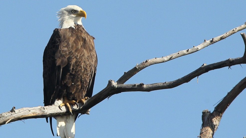 A Bald Eagle Refused to Move—And Its Silent Plea Crushed Us