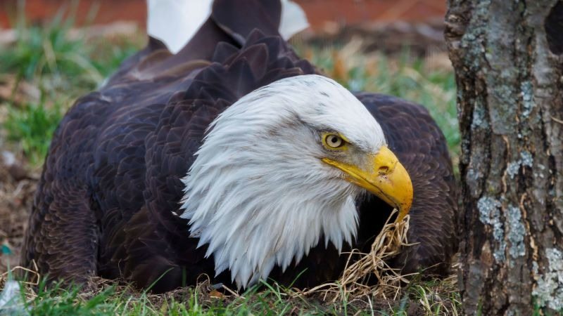 A Bald Eagle Refused to Move—And Its Silent Plea Crushed Us
