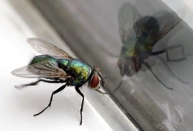 Learn how to repel flies from your home ➤ blog.thegamesday.com