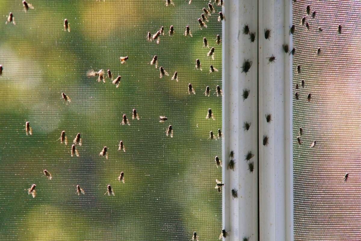 Learn how to repel flies from your home