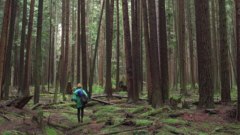 She Thought It Was Just a Strange Tree — Until the Forest Came Alive