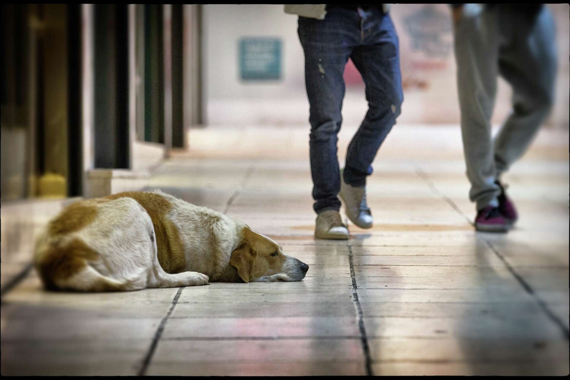 After Years Apart, This Stray Dog Sees His Owner Again—You Won’t Believe What He Does