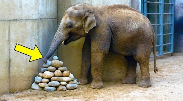 Elephant Kept Placing Stones in Corner of Enclosure, Then Experts Found Out Why… ➤ blog.thegamesday.com