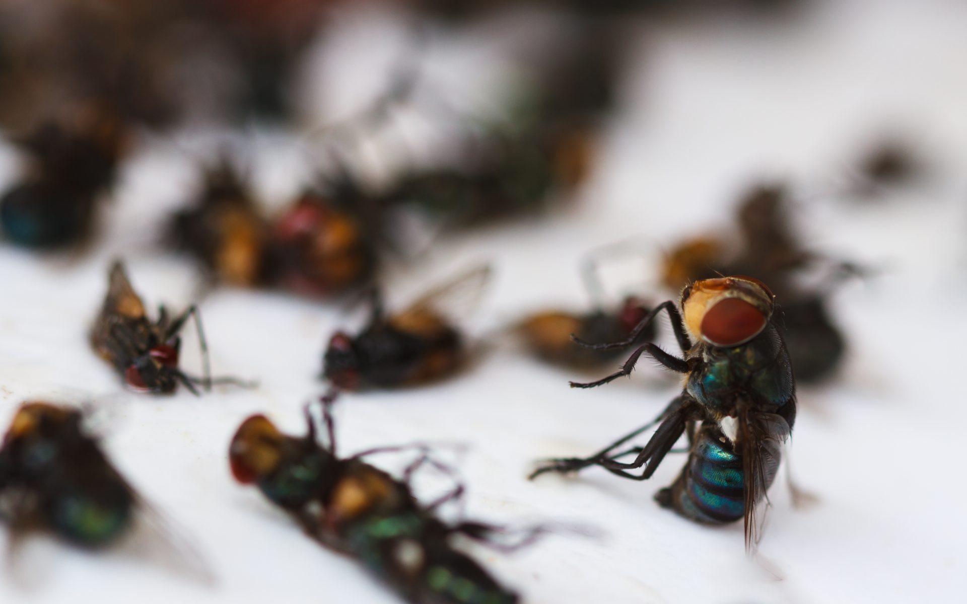 Learn how to repel flies from your home