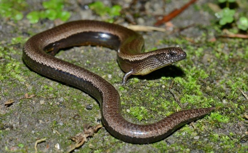 I found this snake in my garden… But when the vet saw it, he turned pale and shouted, “Call an ambulance immediately!” ➤ blog.thegamesday.com