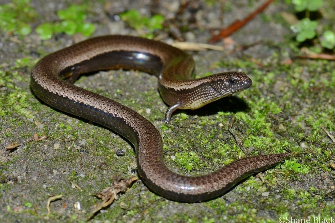 I found this snake in my garden… But when the vet saw it, he turned pale and shouted, “Call an ambulance immediately!” ➤ blog.thegamesday.com