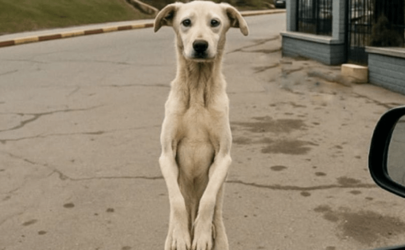 After Years Apart, This Stray Dog Sees His Owner Again—You Won’t Believe What He Does ➤ blog.thegamesday.com