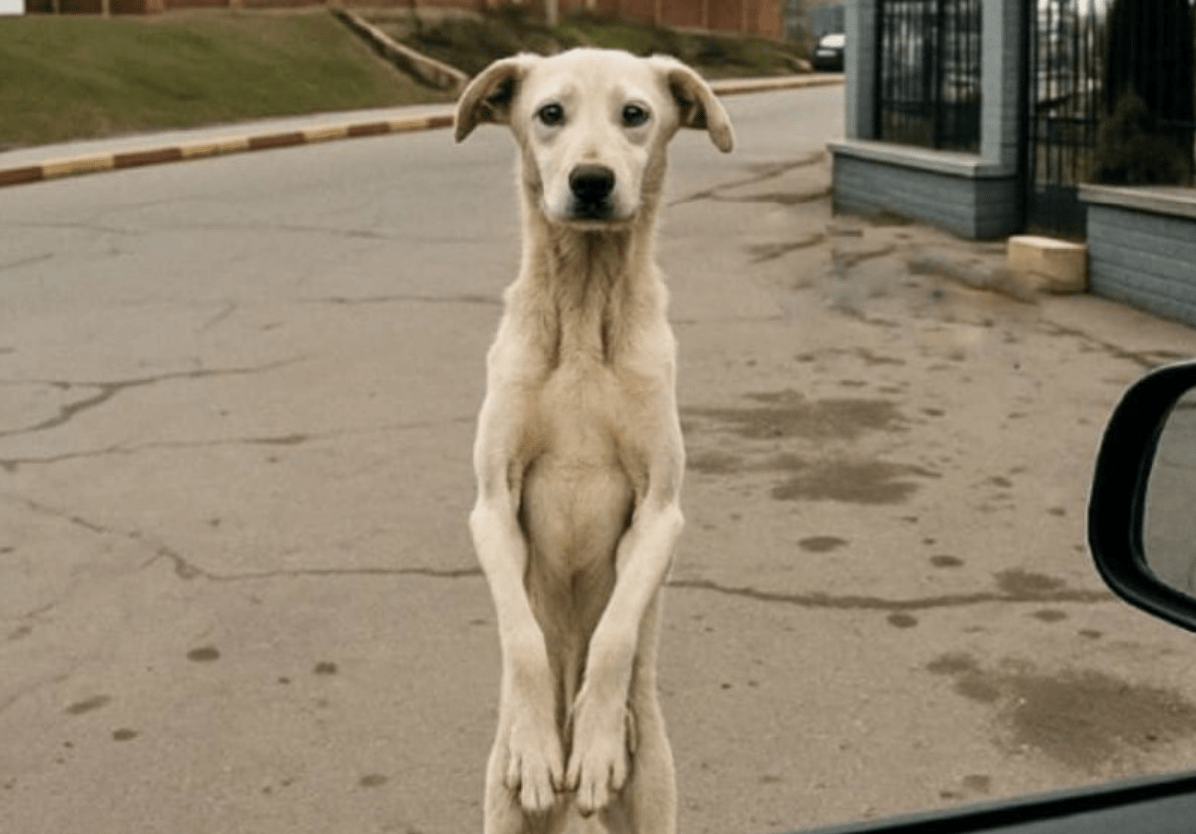 After Years Apart, This Stray Dog Sees His Owner Again—You Won’t Believe What He Does ➤ blog.thegamesday.com
