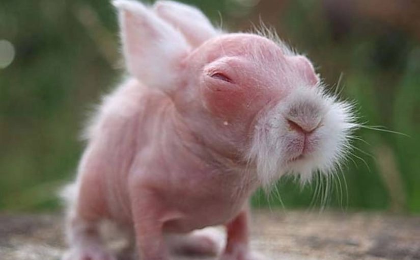 A girl (5) thought she’d saved a rabbit. The vet says it’ll make headlines when he sees it ➤ blog.thegamesday.com