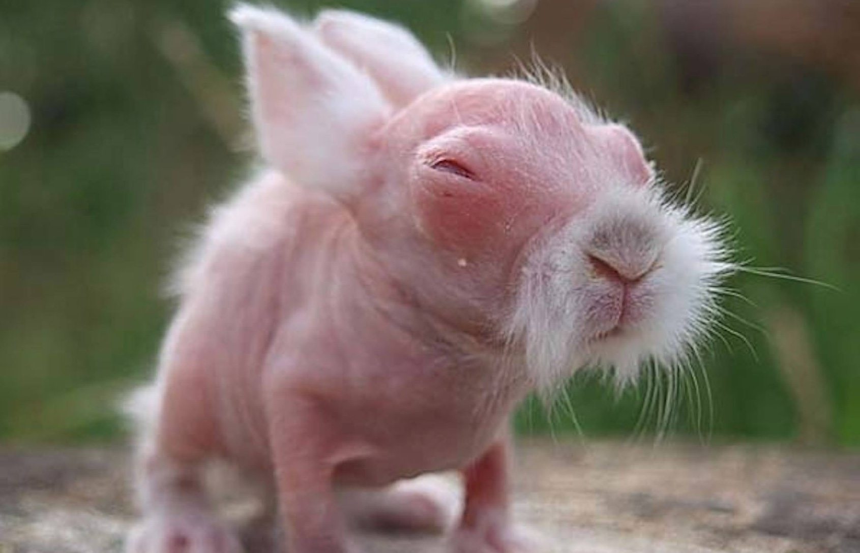 A girl (5) thought she’d saved a rabbit. The vet says it’ll make headlines when he sees it ➤ blog.thegamesday.com